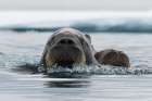 Atlantic walruses-Odobenus rosmarus-in Arctic water Nordaustlandet-Norway Coastal Print